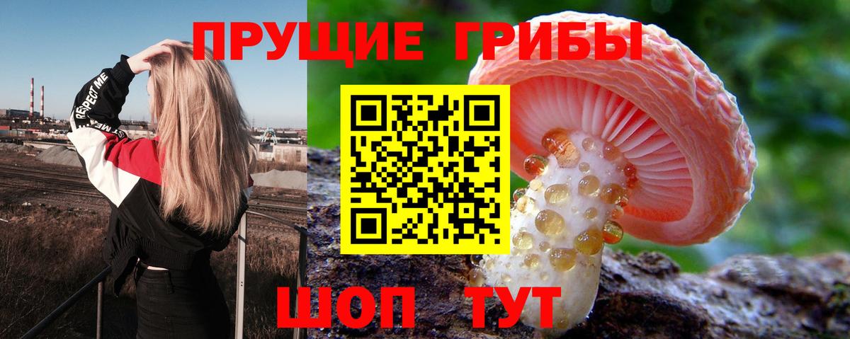 Псилоцибиновые грибы Cubensis Светлоград